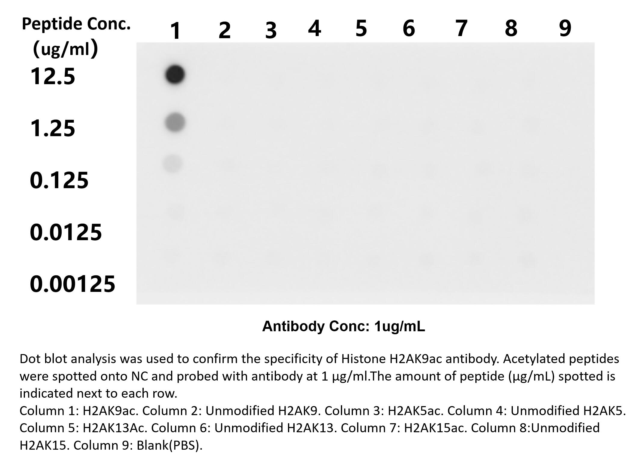 Dot Blot experiment of peptide using Acetyl-Histone H2A (Lys9) Recombinant antibody (82823-2-RR)